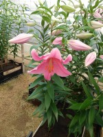 [4228 Mansfield No101.JPG]